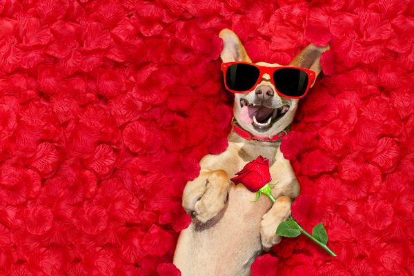 سگ podenco استراحت در یک تخت گلبرگهای گل رز برای روز ولنتاین با عینک آفتابی قرمز و گل قرمز