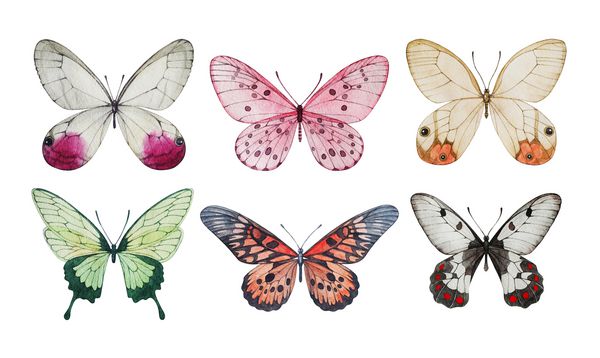 مجموعه پروانه های آبرنگ تصاویر جدا شده