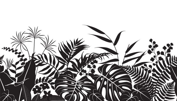 الگوی افقی خط بدون درز ساخته شده با گیاهان گرمسیری شبح بافت گل و سیاه و سفید با برگهای هیولا نخل فیکوس برگهای سرخس به ترتیب تصویر تخت بردار تک رنگ