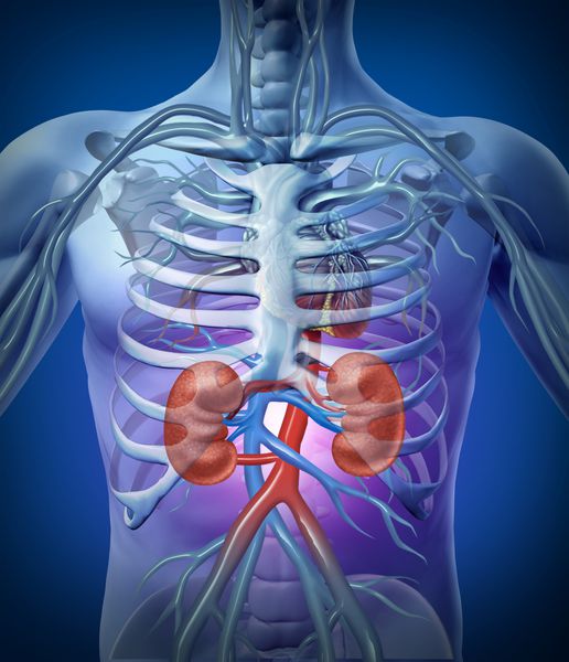 کلیه ها و گردش خون انسان با یک نمودار پزشکی اسکلت در زمینه سیاه و سفید درخشان با شریان های قرمز و آبی به عنوان یک مراقبت بهداشتی و پزشکی از آناتومی دستگاه ادراری است
