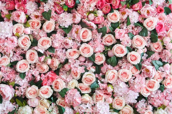 گل رز صورتی شیرین طبیعی دکوراسیون پس زمینه دیوار عروسی گل ولنتاین و گل x27؛ s