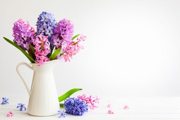 ترکیب گل ها با سنبل های بنفش و صورتی گل های بهاری در گلدان با زمینه سفید