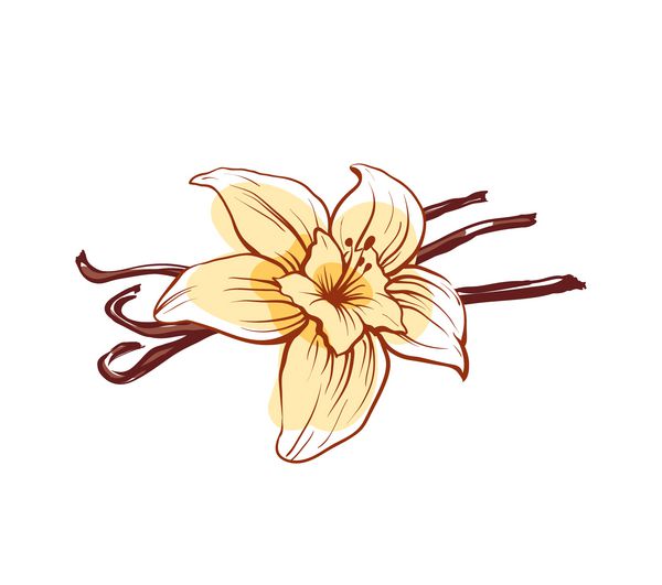 نماد گل و وانیلی و وانیلی که در پس زمینه سفید جدا شده است ادویه عجیب و غریب آسیایی برای تصویر برداری صنعت دسر یا پارافوم