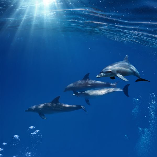 خانواده دلفین های گلوگاه متداول در دریای سرخ در پس زمینه آبی آبی