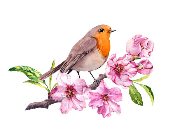 پرنده در گیلاس گلهای سیب شکوفه بهار شاخه ساکورا آبرنگ