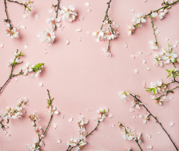 زمینه گل بافت و کاغذ دیواری بهار تخت گلهای شکوفه بادام سفید بر روی زمینه صورتی روشن نمای بالا فضای کپی کارت تبریک یا دعوت عروسی روز خانمها