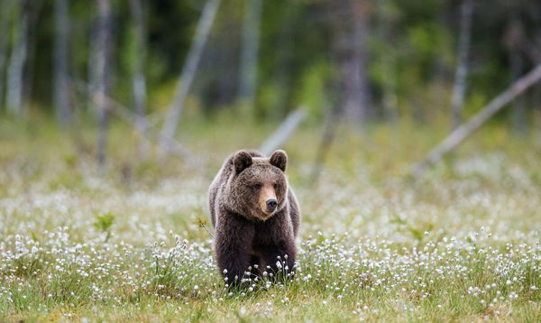 یک خرس در میان گلهای سفید در پس زمینه جنگل قرار دارد تابستان فنلاند