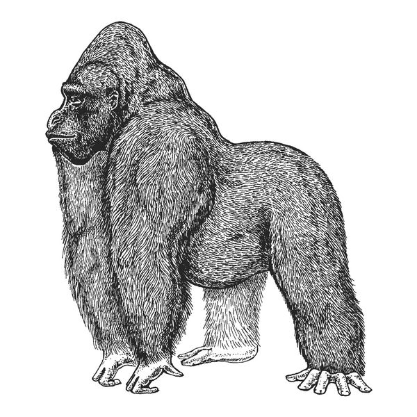 باغ وحش جانوران آفریقا گوریل بوزینه میمون تصویر کشیده شده دستی برای طراحی نماد نشان چاپ تی شرت حکاکی حیوان وحشی تصویر سبک کلاسیک پرنعمت