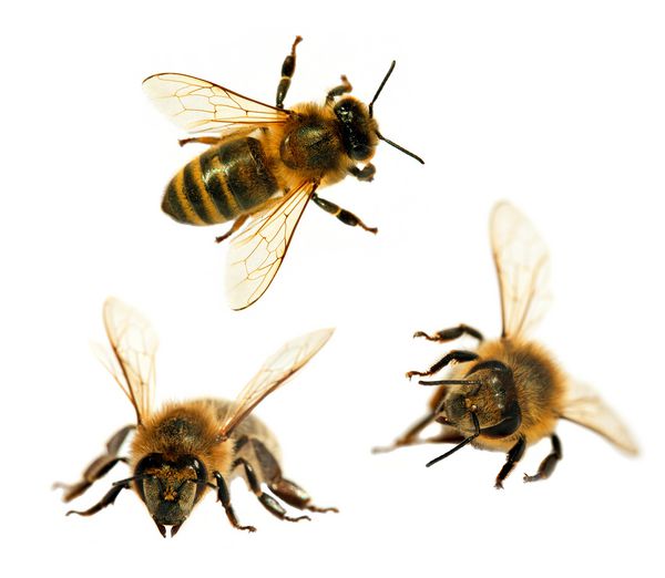 گروه سه زنبور عسل یا زنبور عسل در لاتین Apis Mellifera زنبور عسل اروپایی یا غربی جدا شده بر روی زمینه سفید زنبورهای عسل طلایی