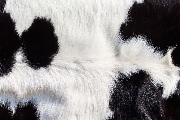 پوست حیوانات از گاو ساخته شده است الگوی زیبایی از سیاه و سفید و همچنین دارای نقطه خاص خود است از پرهای نرم برای ساخت لباس های گرم بدن در زمستان استفاده می شود