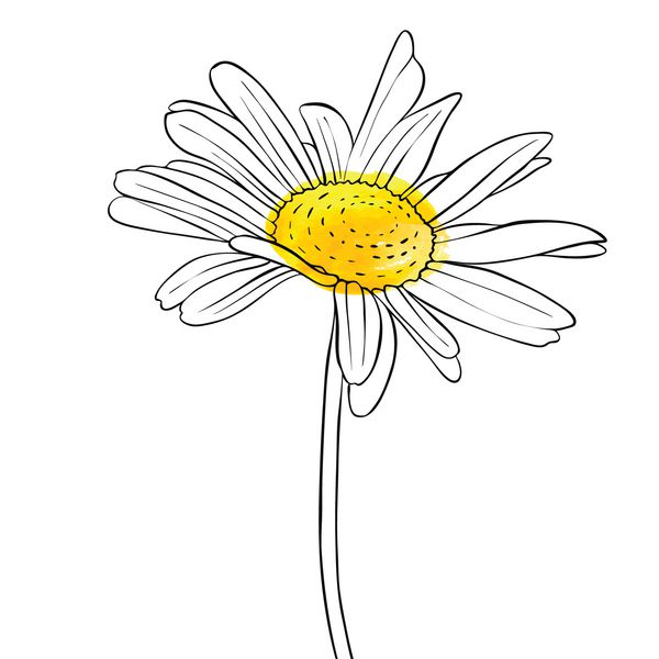 وکتور رسم گل گل مروارید عنصر گل تصویر سازی گیاه شناسی دستی
