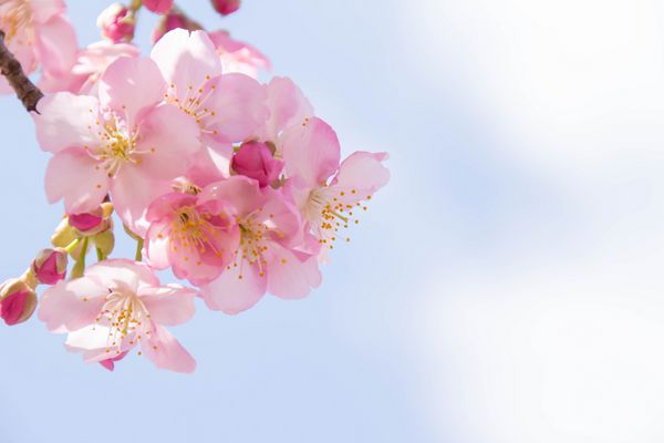 نزدیک شکوفه های گیلاس در شکوفه کامل