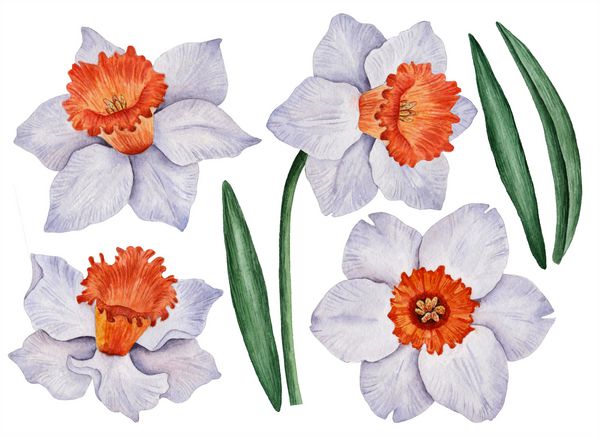 مجموعه آبرنگ گلهای دافودیلی ترسیم گلهای دستی گلهای بهاری جدا شده بر روی زمینه سفید