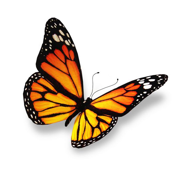 پروانه زرد-نارنجی جدا شده در پس زمینه سفید