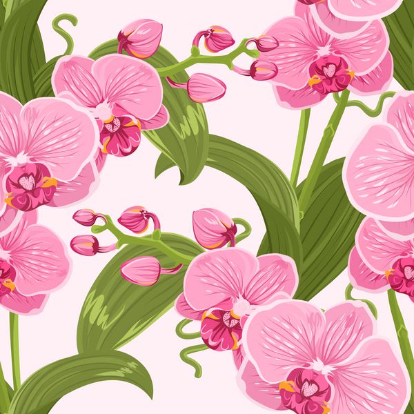 الگوی بدون درز گل ارکیده phalaenopsis ارکیده صورتی بنفش گل های تابستانی عجیب و غریب بهار گل شکوفه گل گل و گل شاخه گل را در زمینه سفید رنگ می کند تصویر طراحی بردار