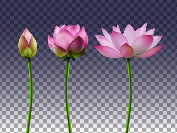 مجموعه ای از گل های نیلوفر آبی در یک پس زمینه شفاف مراحل باز شدن جوانه یک گل زیبا یک گیاه آبزی طراحی سه بعدی تصویر برداری EPS10