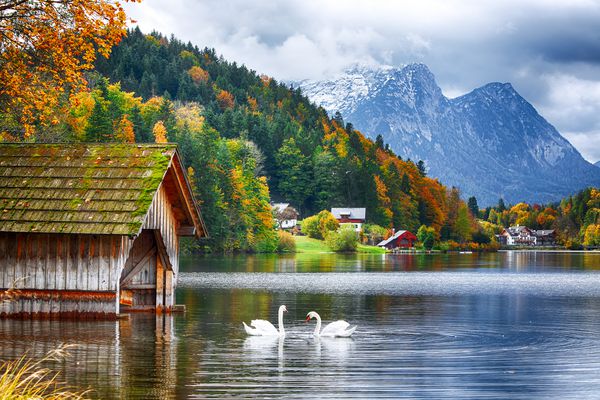 دو قو سفید در دریاچه گراندلسه آب شفاف چشم انداز زیبای کوه های آلپ مکان رفت و آمد مکرر Grundlsee منطقه Liezen Styria اتریش آلپ اروپا