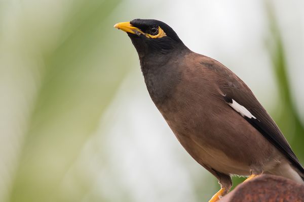 Acridotheres tristis Mynas آسیا