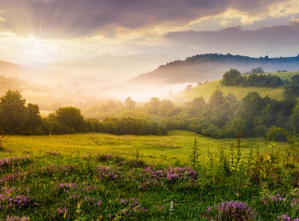 طلوع خورشید مه آلود در کوههای کارپات چشم انداز تابستانی دوست داشتنی منطقه ولوت گلهای بنفش روی مراتع چمنزار و تپه جنگلی در مه کوه پیکیوی در فاصله
