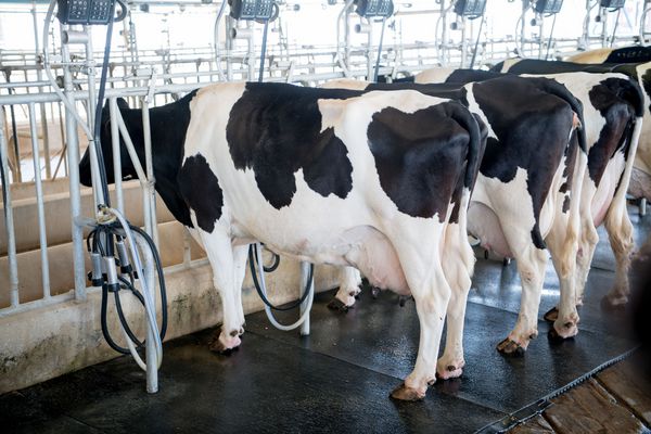 دامداری گاوهای شیری در سالن شیردوشی دوار در مزرعه ارگانیک