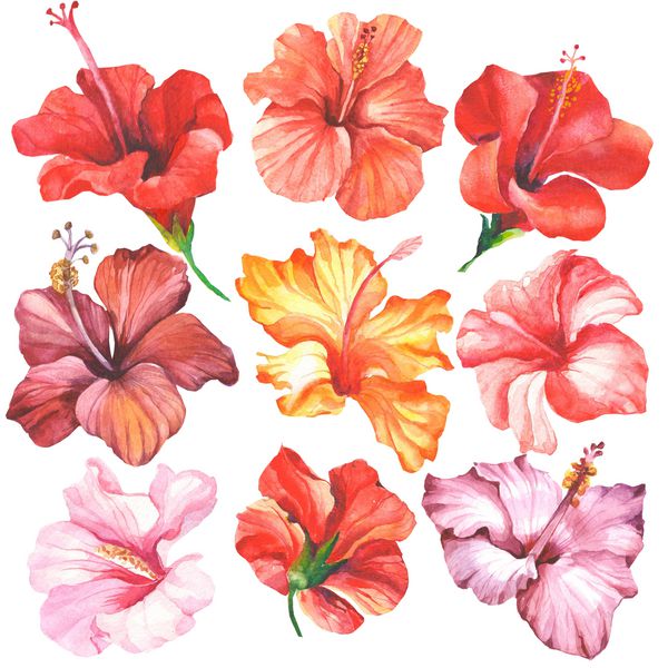 گلهای رنگارنگ آبرنگ hibiscus