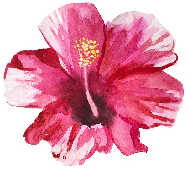 hibiscus صورتی تصویر آبرنگ گل گرمسیری که در پس زمینه سفید جدا شده است