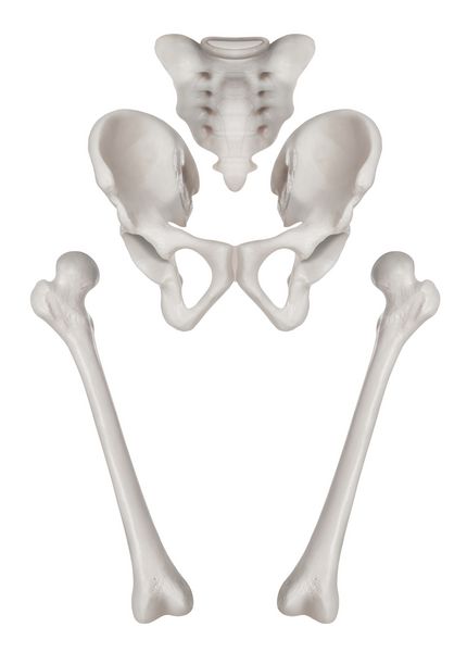 استخوانهای جداگانه انسان از لگن و اندام تحتانی- بهداشت و درمان-آناتومی انسانی و مفهوم پزشکی-جدا شده بر روی زمینه سفید
