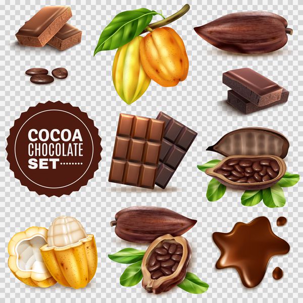 مجموعه غلافهای کاکائو تازه و خشک واقع بینانه با دانه ها شکلات های جدا شده در تصویر برداری پس زمینه شفاف