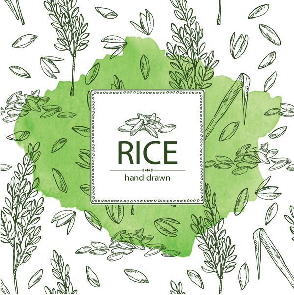 زمینه آبرنگ با برنج و گیاه با برنج تصویر کشیده شده با وکتور