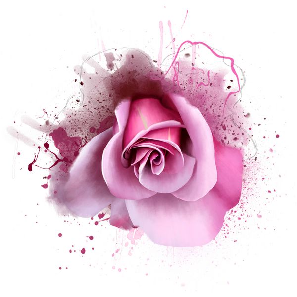 گل رز صورتی کلوزآپ روی یک پس زمینه سفید با رنگ اسپری برای چاپ برای منسوجات دکوراسیون داخلی