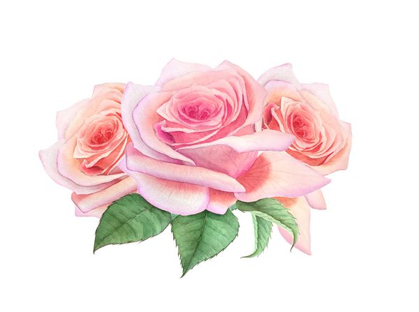 دسته گل زیبا و زیبا گل رز صورتی آبرنگ که در یک زمینه سفید جدا شده است