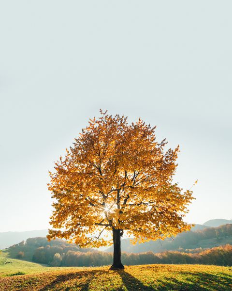 درخت بزرگ راش با پرتوهای آفتابی در دره کوه صحنه عصرانه و رنگارنگ دراماتیک کارپات اوکراین اروپا