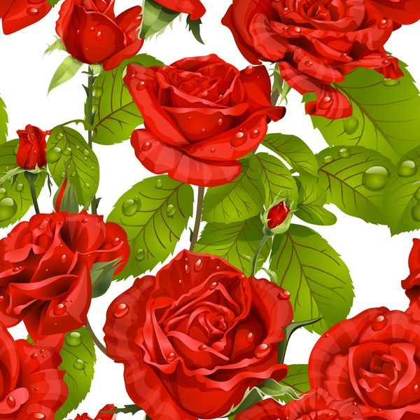 الگوی یکپارچه لوکس گل رز قرمز بر روی زمینه سفید
