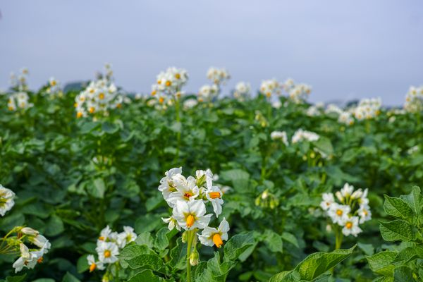 شکوفه مزارع سیب زمینی گیاهان سیب زمینی با گلهای سفید در حال رشد بر روی گلدانهای کشاورزان