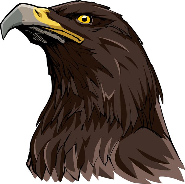 تصویر کشیده شده از عقاب طلایی