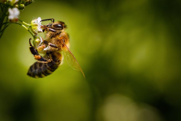 زنبور عسل روی یک گل سفید گرده جمع کرده و شهد را جمع می کند تا عسل را در کندو تولید کند