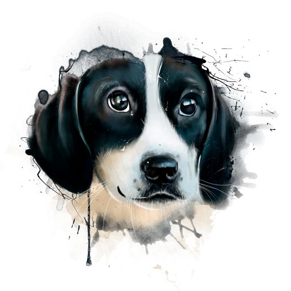 پرتره سگ با چشمان بسیار ناراحت با رنگ سیاه و سفید گوشهای بزرگ آویزان کلوزآپ روی یک پس زمینه سفید