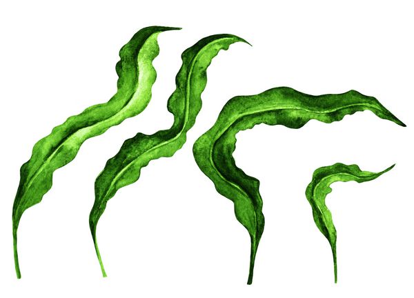 جلبک دریایی سبز آبرنگ برگ جدا شده در مجموعه پس زمینه سفید نقاشی دست روی کاغذ