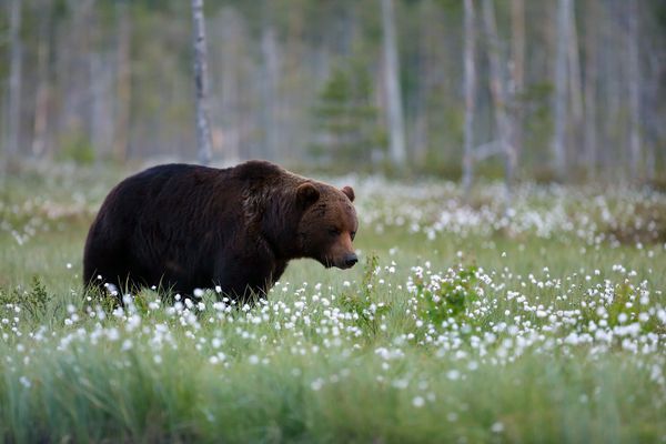 خرس قهوه ای Ursus arctos مرد که در جنگل در برابر نور قدم می زند خرس بزرگ مرد در تایگای فنلاندی
