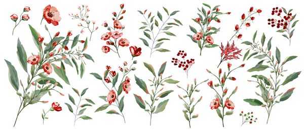 تصویر آبرنگ مجموعه گیاه شناسی گیاهان وحشی و باغی مجموعه برگ ها شاخه ها گیاهان و سایر عناصر طبیعی برگ را ترک می کند تمام نقشه های جدا شده در پس زمینه سفید گل قرمز