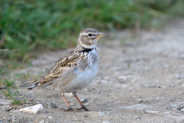 لنگی کالرانرا melanocorypha calandra روی زمین