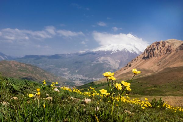 دشت گل های زرد در طبیعت و قله دماوند در پس زمینه