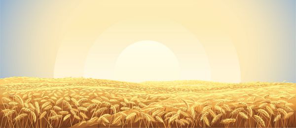 منظره روستایی با زمینه گندم و طلوع آفتاب در آسمان