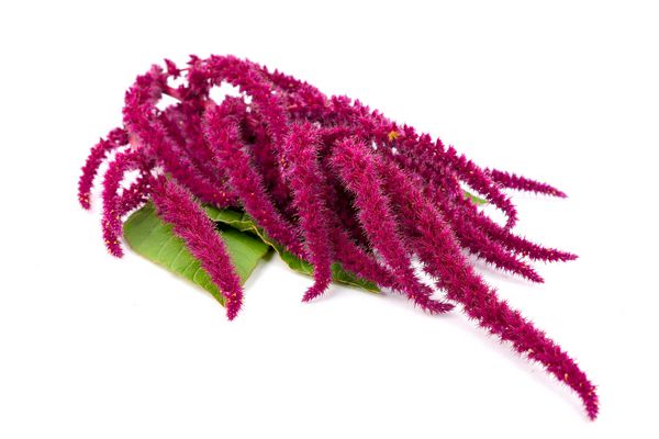 گیاه آمارانت همچنین Amaranthus Amarant Amarantos یا Pigweed جدا شده بر روی زمینه سفید