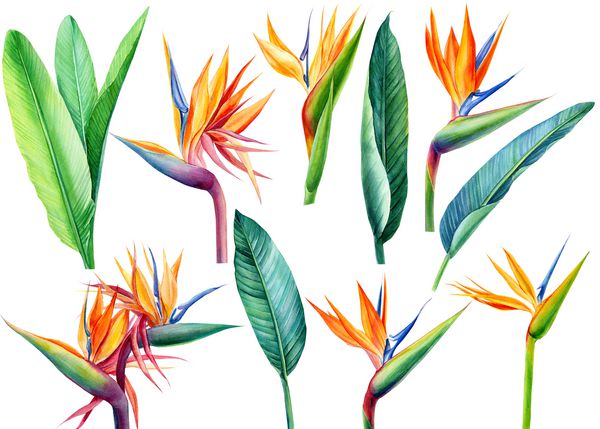 گل گیاهان گرمسیری و برگهای سبز استرلیتزیا بر روی زمینه سفید تصویر آبرنگ نقاشی گیاه شناسی طراحی جنگل
