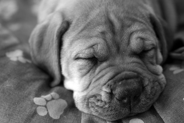 عکس سگ کارتونی برای پروفایل