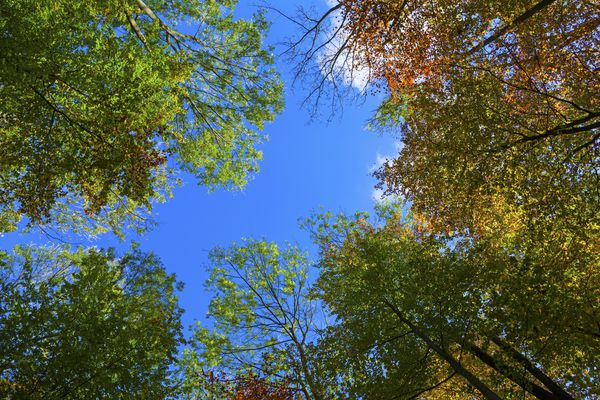 تاج درختان بلوط در پاییز در زیر آسمان آبی