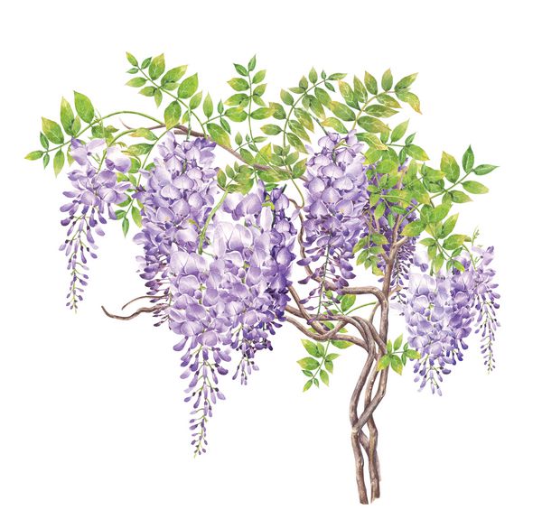 Wisteria با نقاشی با آبرنگ دستی که بر روی زمینه سفید انجام می شود مسیر جمع آوری شامل است تصویر سازی برای کارهای مختلفی مانند کارت تبریک کارت عشق کارتهای تولد یا کارهای چاپی مختلف