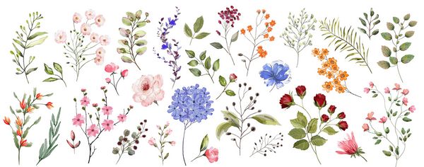 مجموعه بزرگ تصویر آبرنگ مجموعه گیاه شناسی گیاهان وحشی و باغی مجموعه برگ گل شاخه گیاهان و سایر عناصر طبیعی