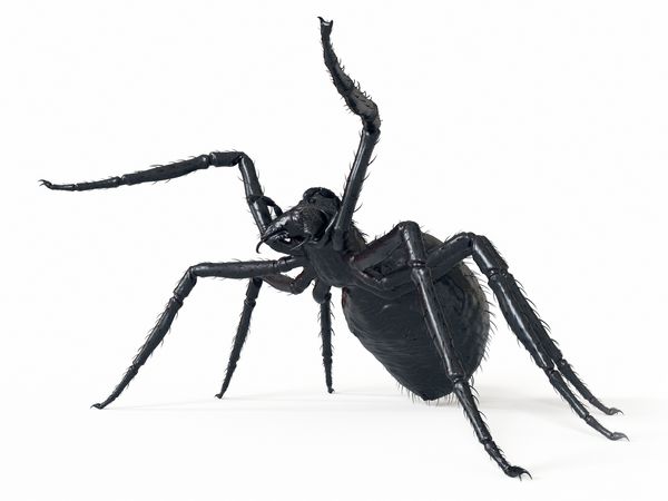 تصویر 3D ارائه شده از یک عنکبوت غول پیکر